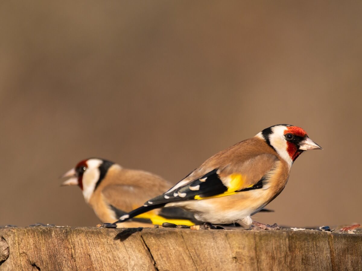 Une paire de chardonnerets élegants.