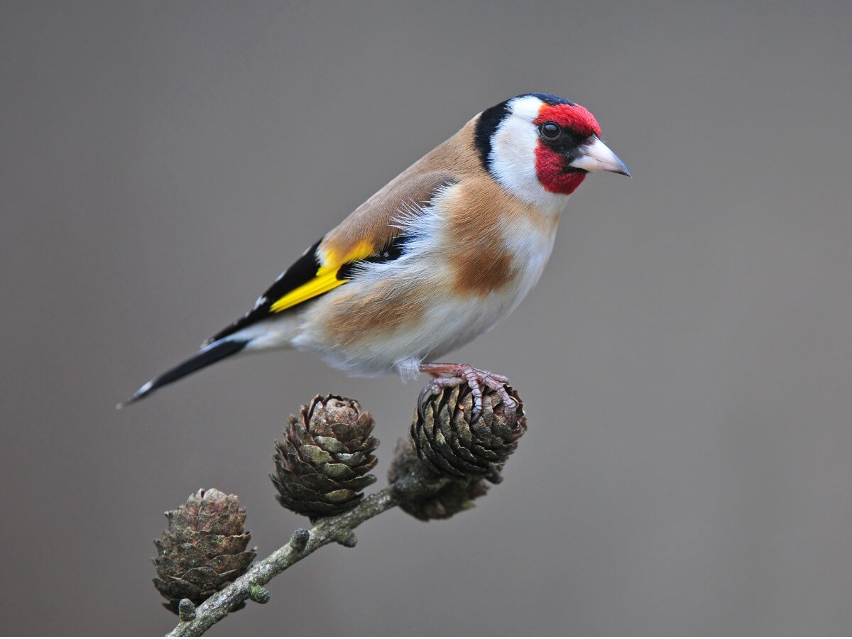 A European goldfinch.
