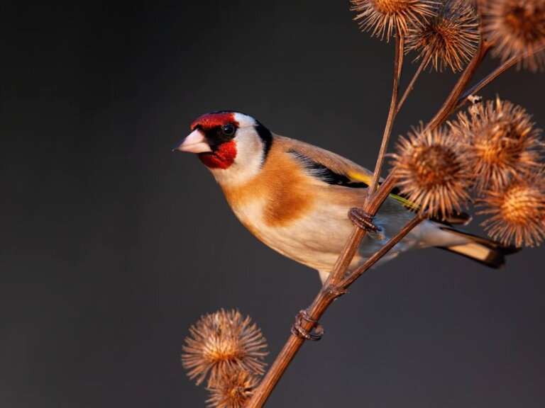 Los 10 pájaros que mejor cantan