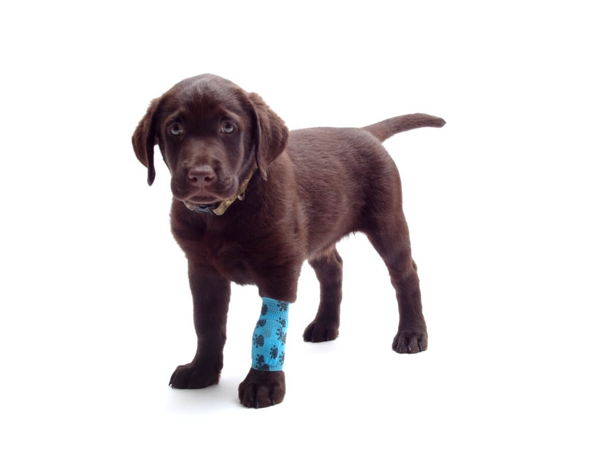 Verstauchungen bei Hunden - Hund mit Bandage