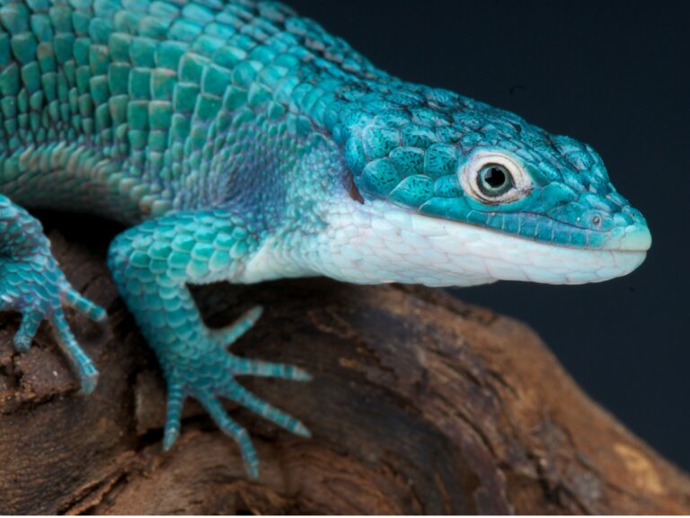 13 reptiles en peligro de extinción