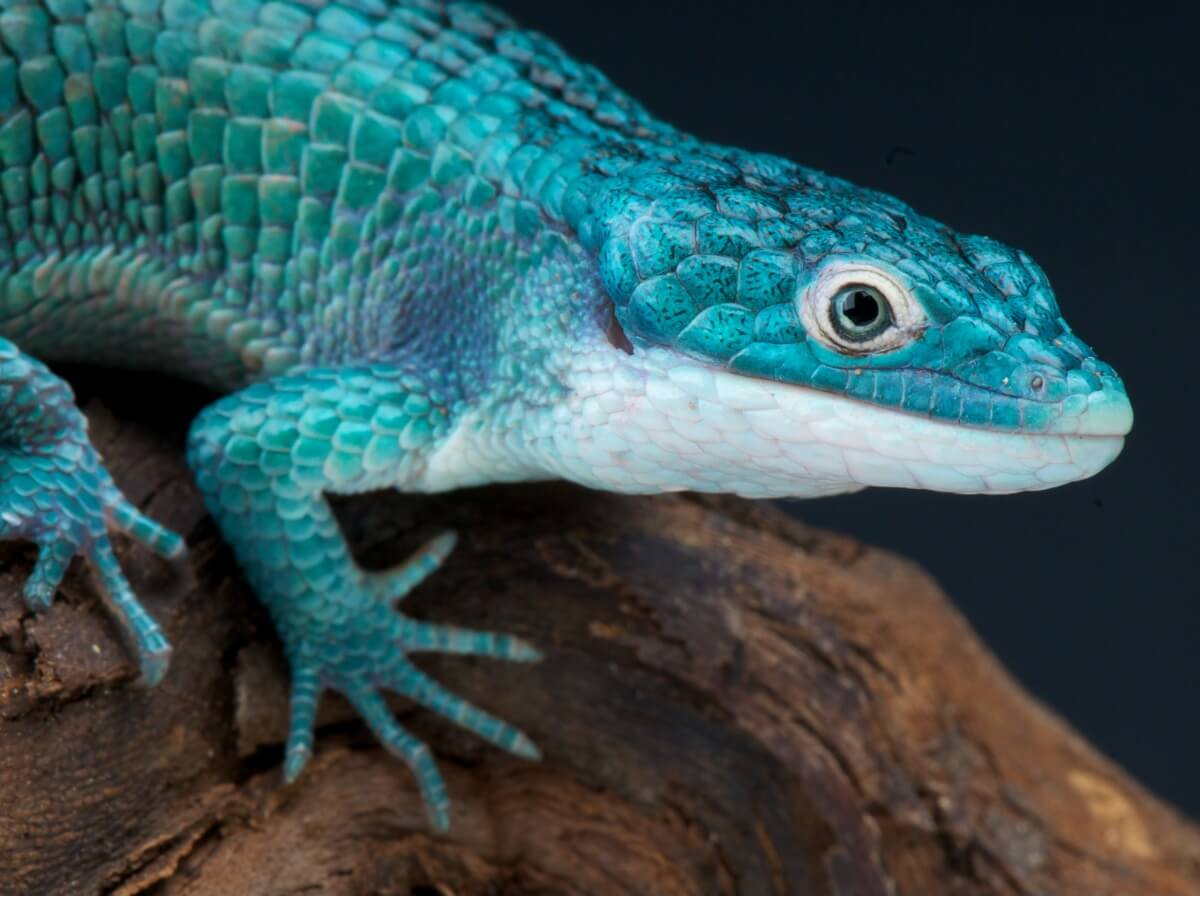 A blue lizard.
