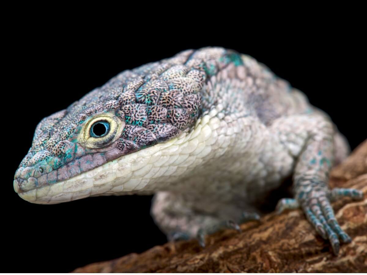 Un lagarto dragón.