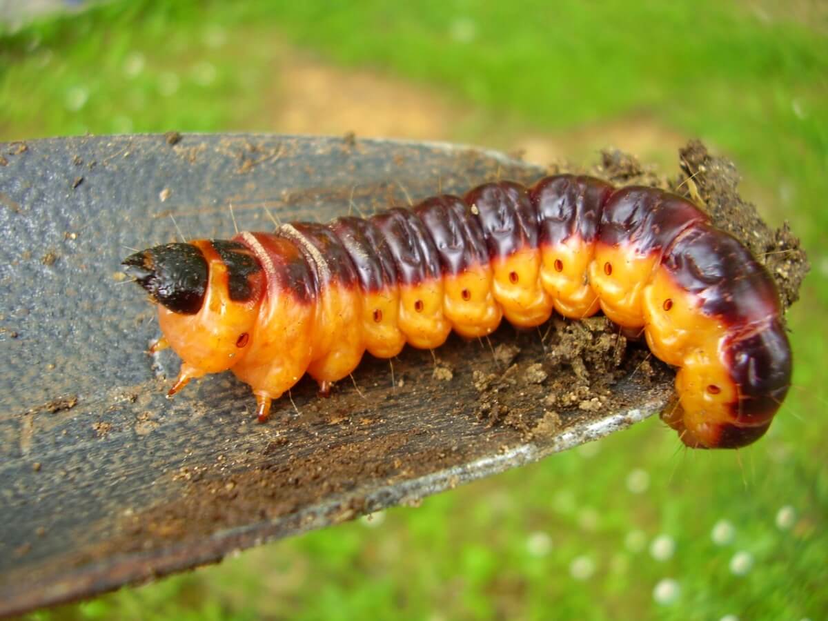 Una larva di farfalla piralide rossa.