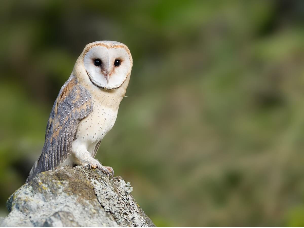 Une chouette effraie au sommet d'un rocher.