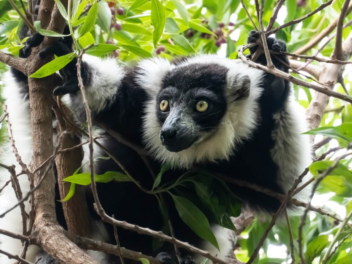 Los lémures son uno de los animales en peligro de extinción. 