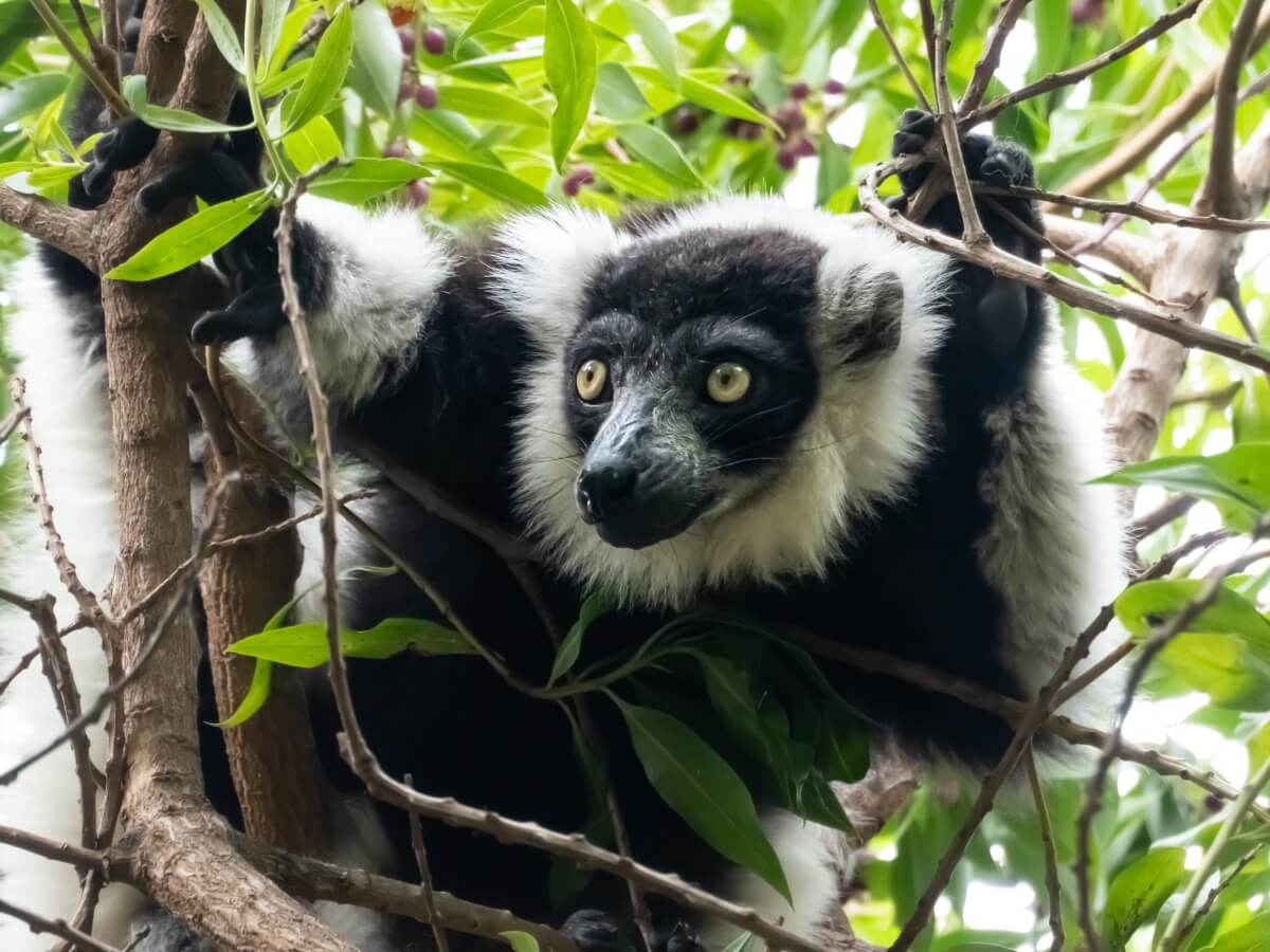 En lemur, en av de 25 mest hotade primaterna i världen.