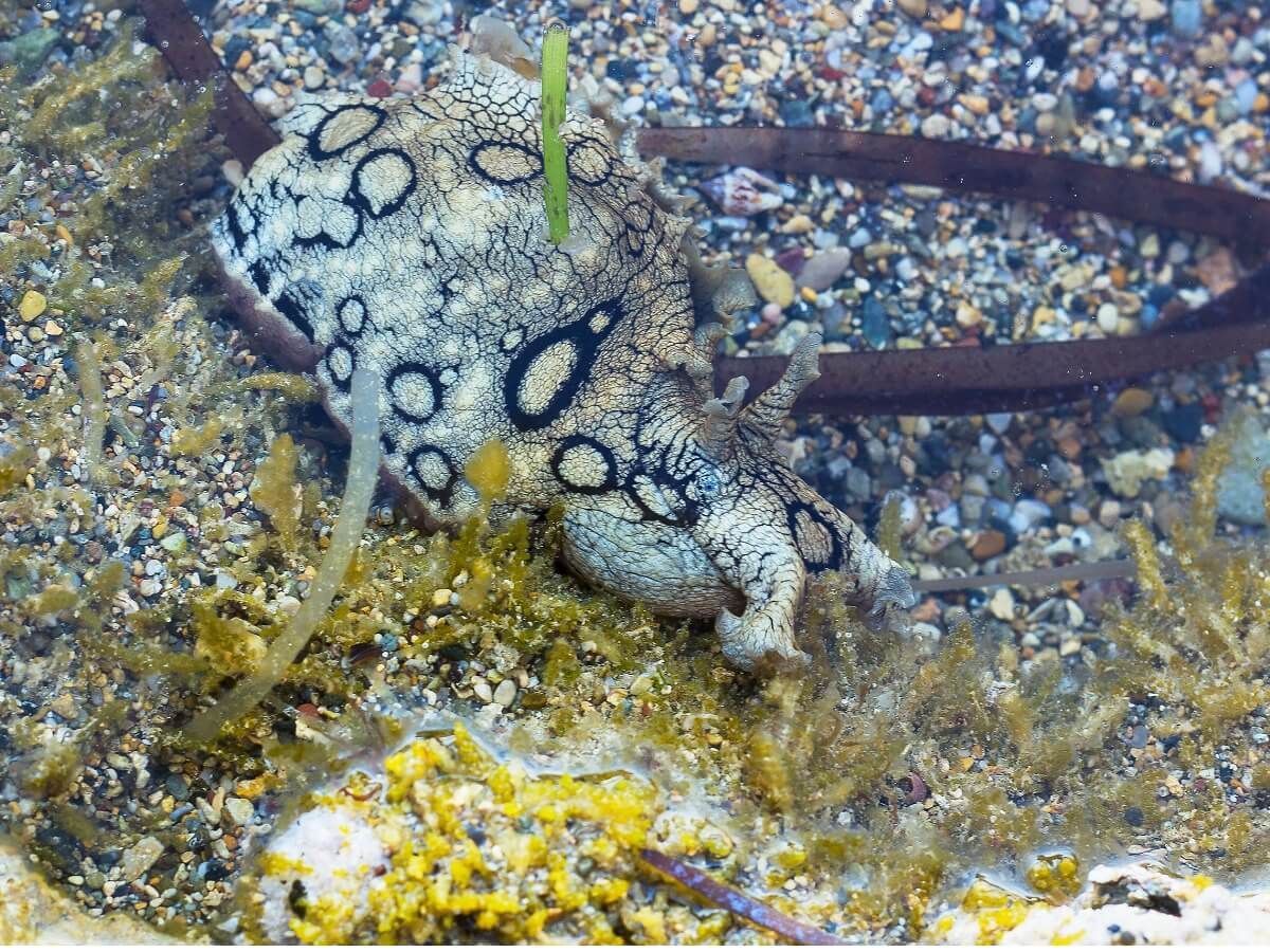 Una liebre de mar común en la playa.