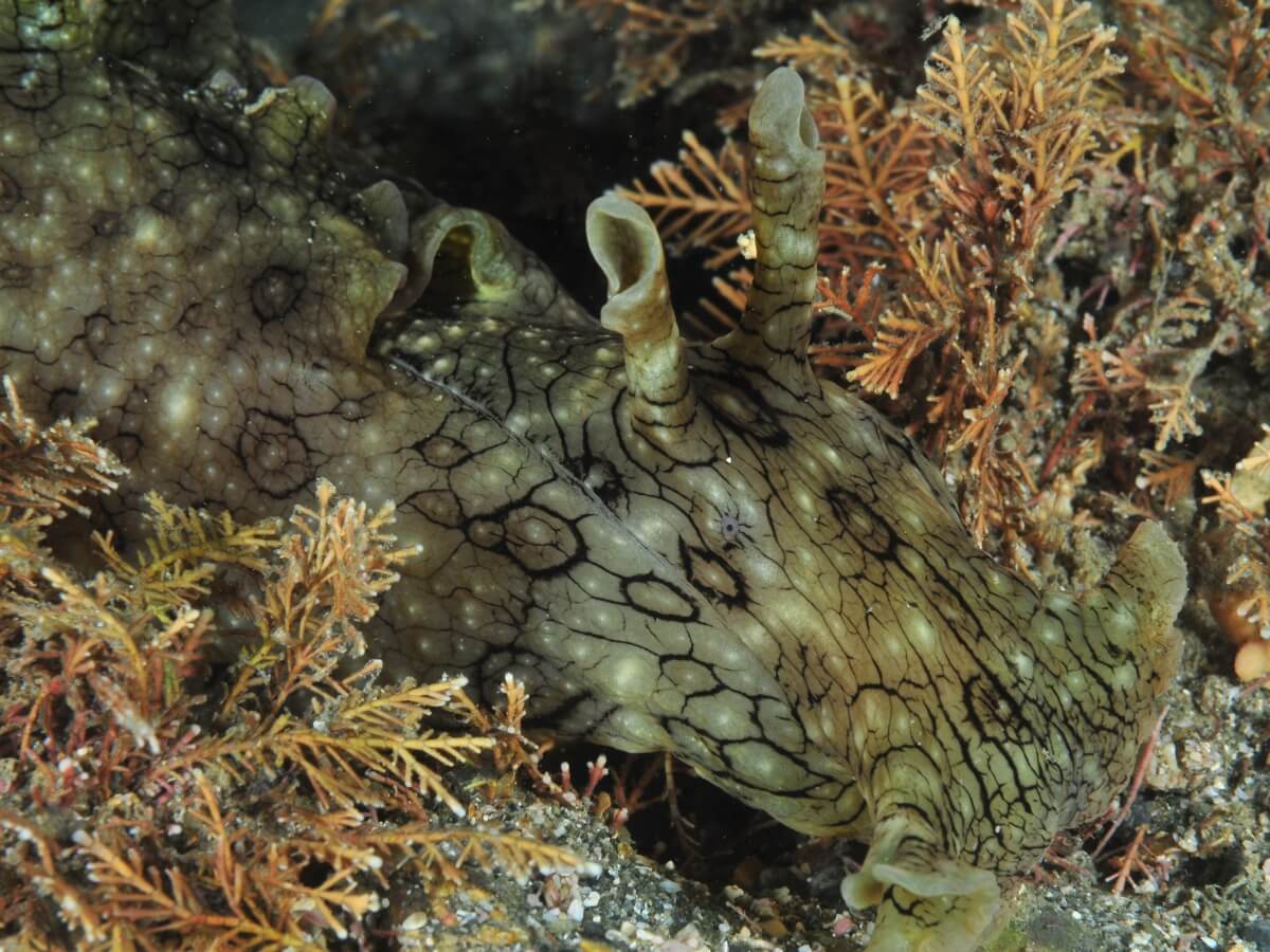 Un très gros lièvre de mer.