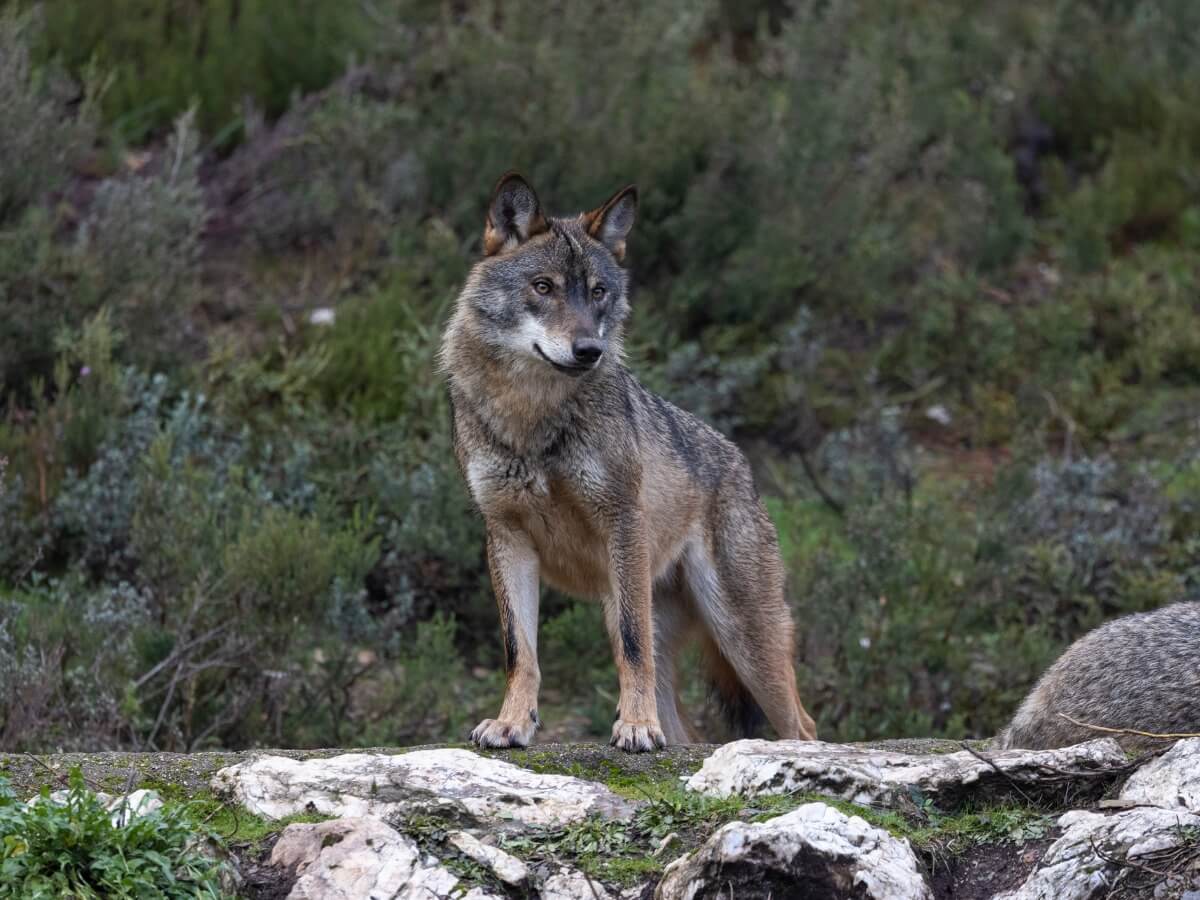 An Iberian wolf in danger of extinction.