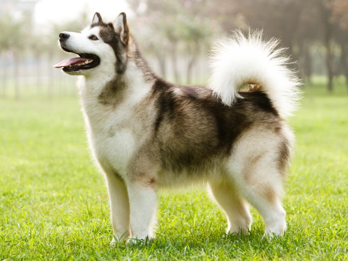 Un malamute de Alaska.
