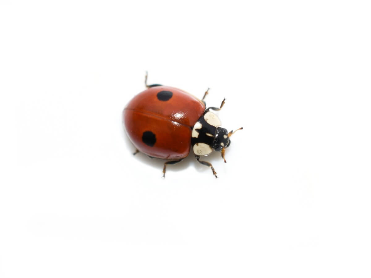 A two-point ladybug.