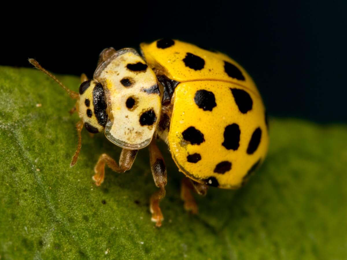 Another one of the types of ladybugs.