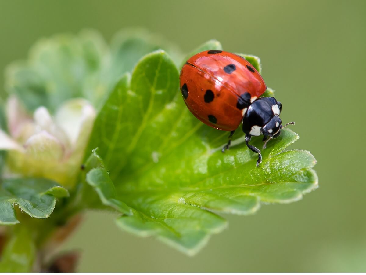 One of a kind of ladybugs.