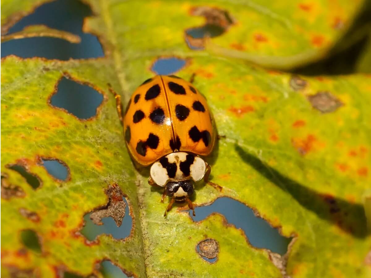 Un autre des types de coccinelles.