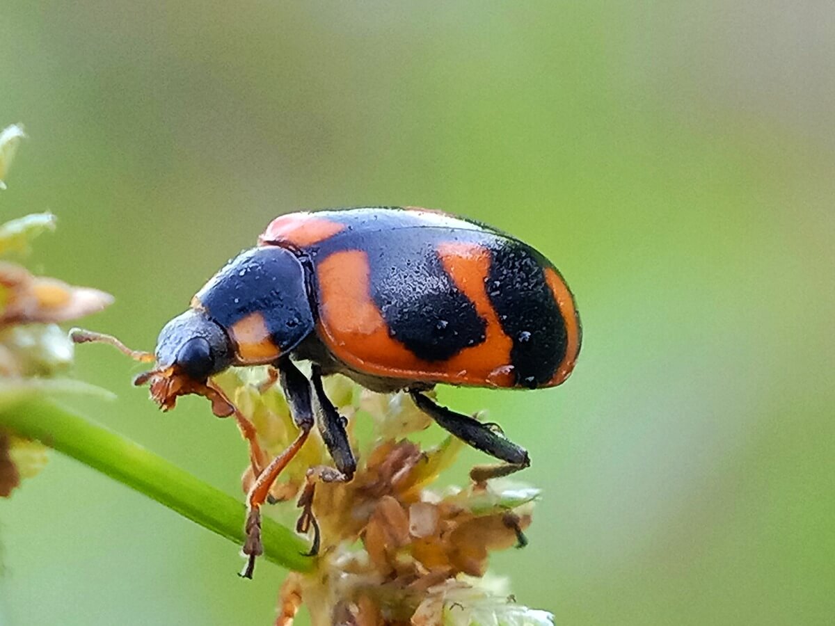 Una mariquita extraña.