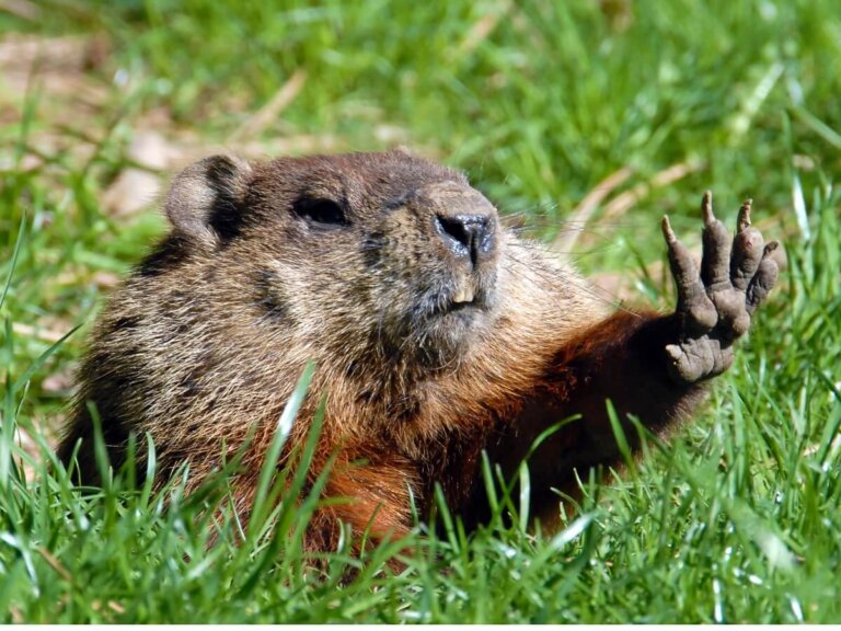 7 animales que viven en madrigueras