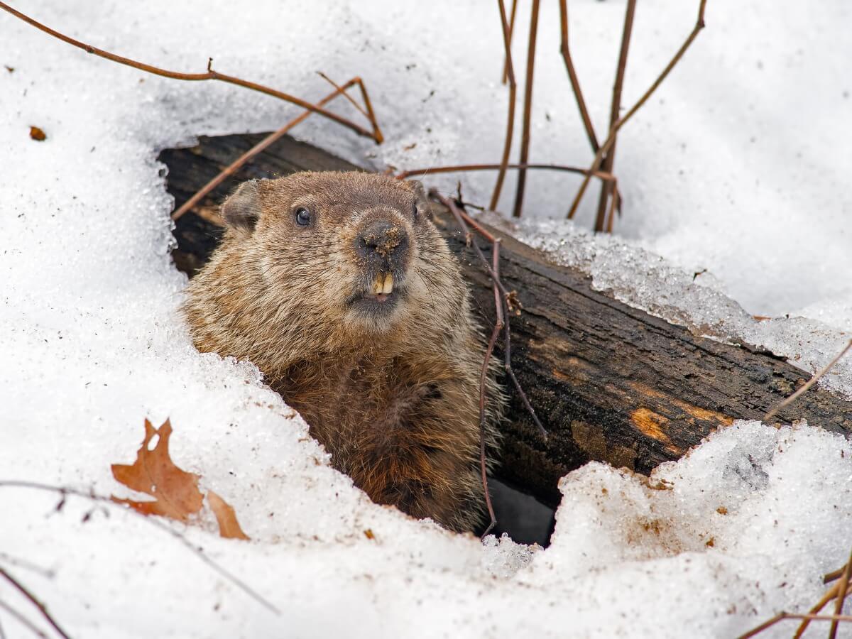 Una marmotta esce dalla neve.