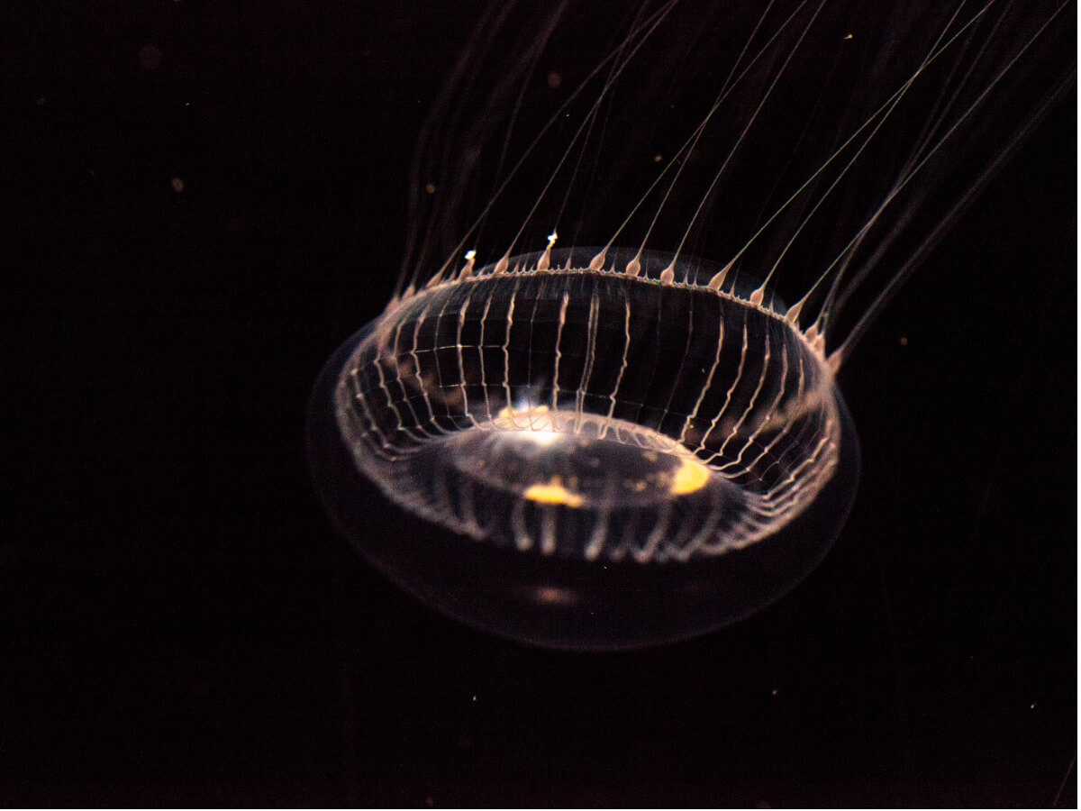 Una medusa de cristal sobre un fondo negro.