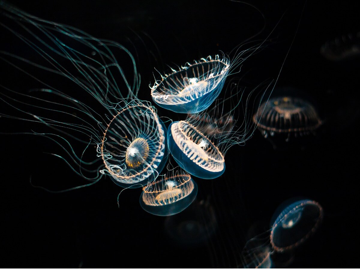 Una medusa gelatina de cristal con sus compañeras.