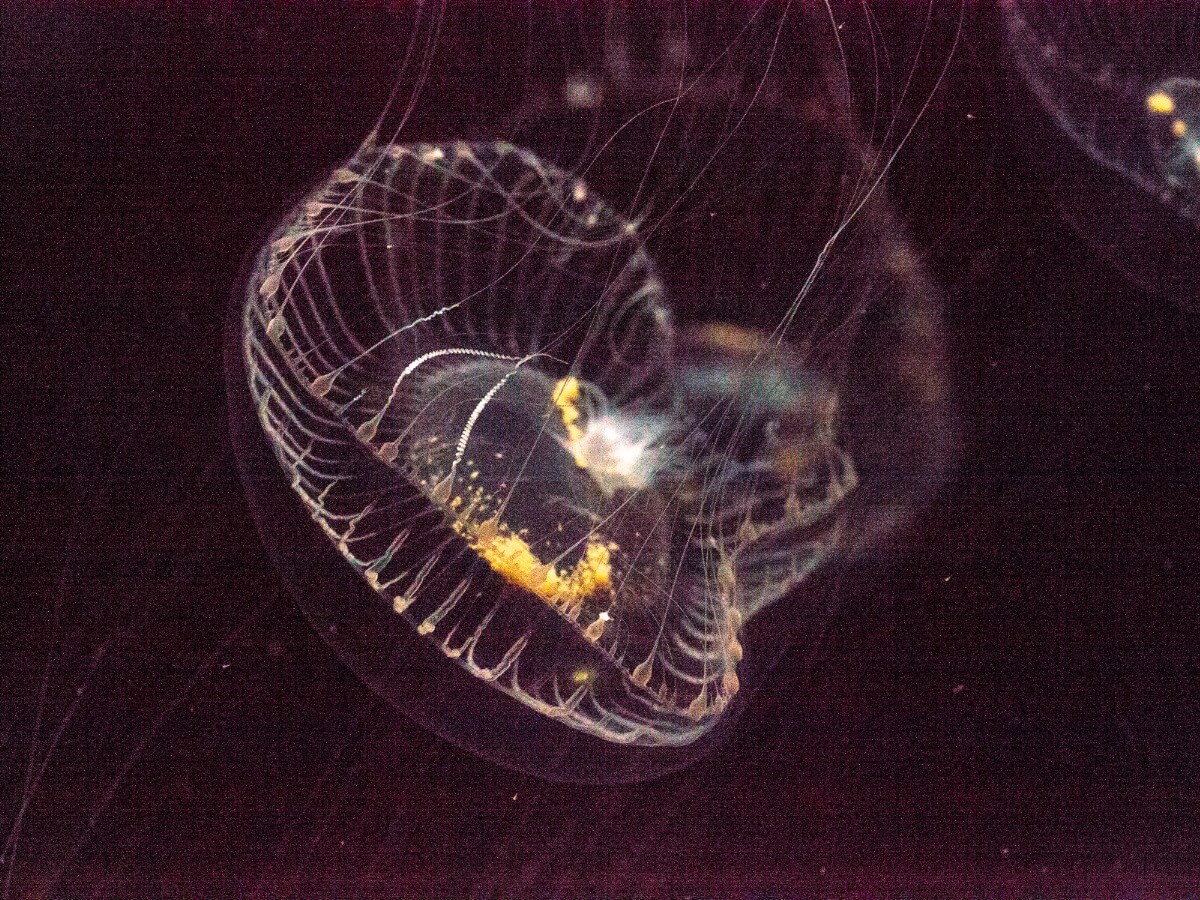 Una medusa gelatina de cristal.