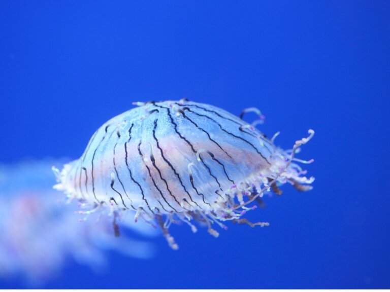 5 curiosidades sobre la medusa sombrero de flores