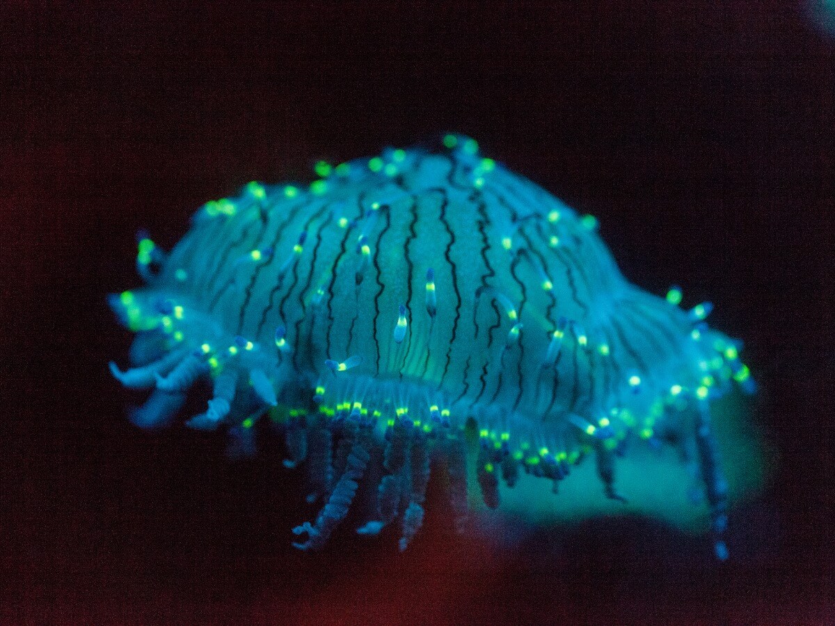 A, cappello con fiori di medusa.