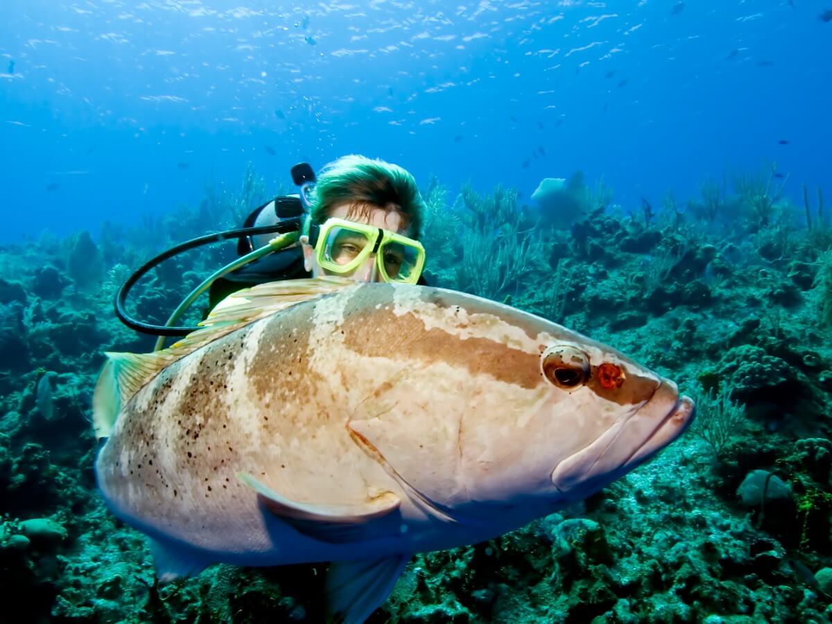 A striped grouper on the seabed.