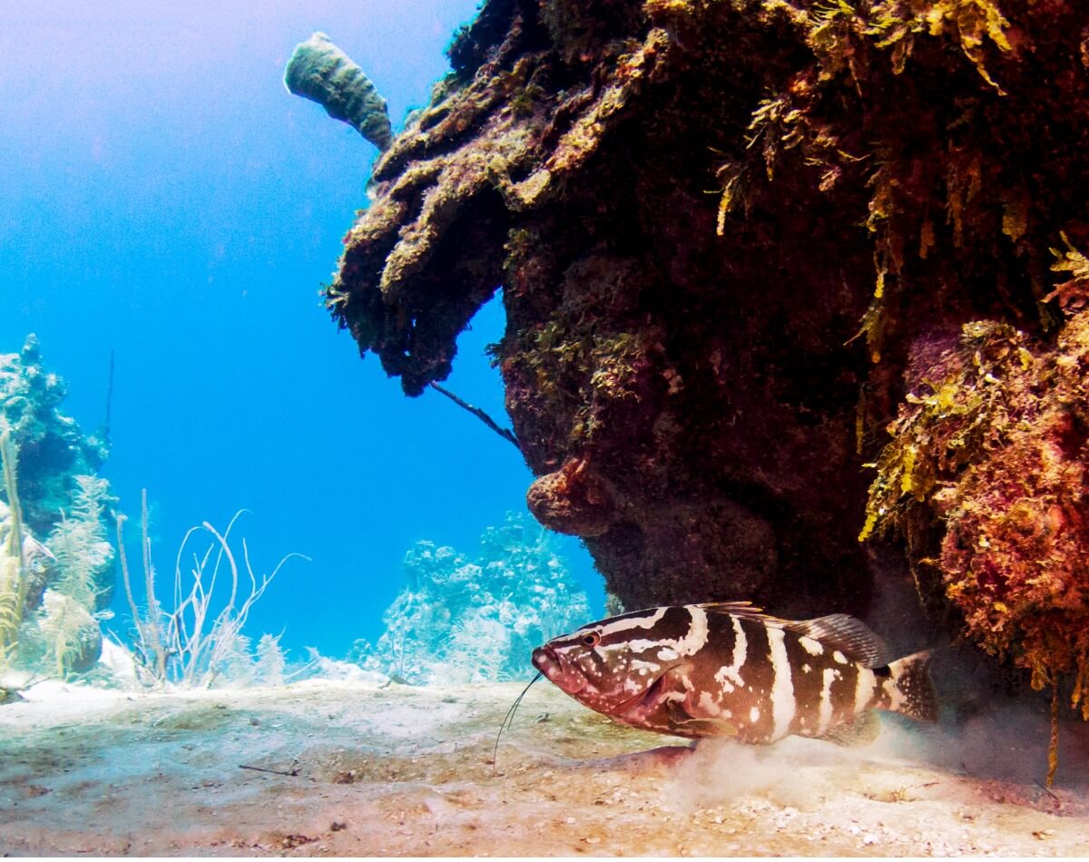 Nassau-Zackenbarsch am Riff