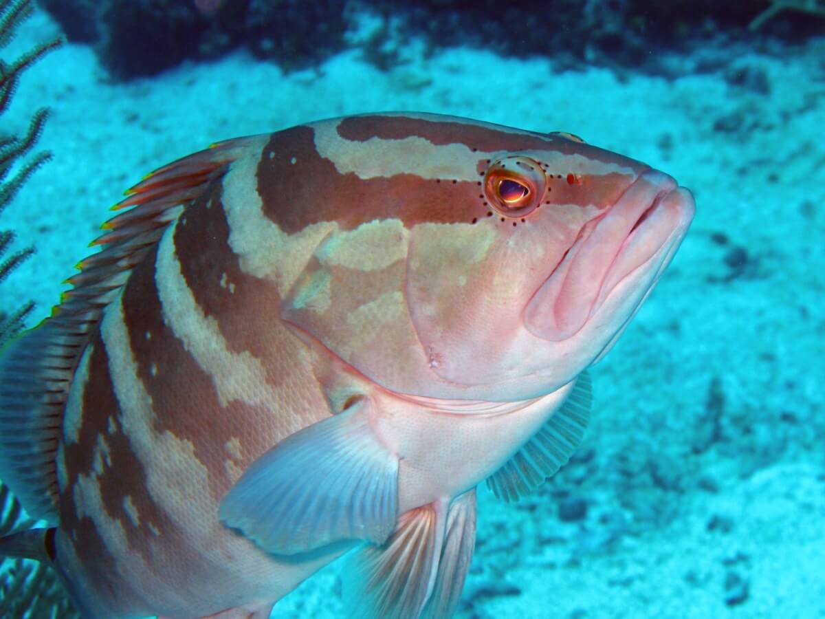 A striped grouper in the sea.