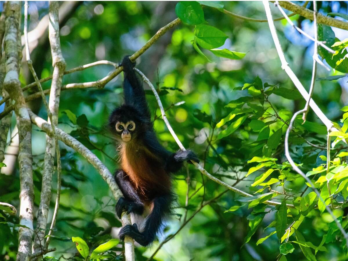 Vom Aussterben bedrohte Primaten - Ein Klammeraffe über den Bäumen