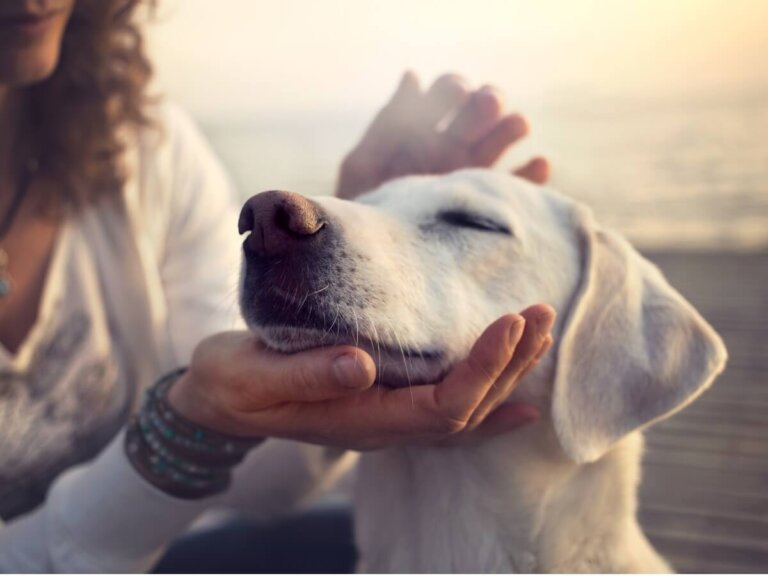 Carbón activado para perros: usos y dosis