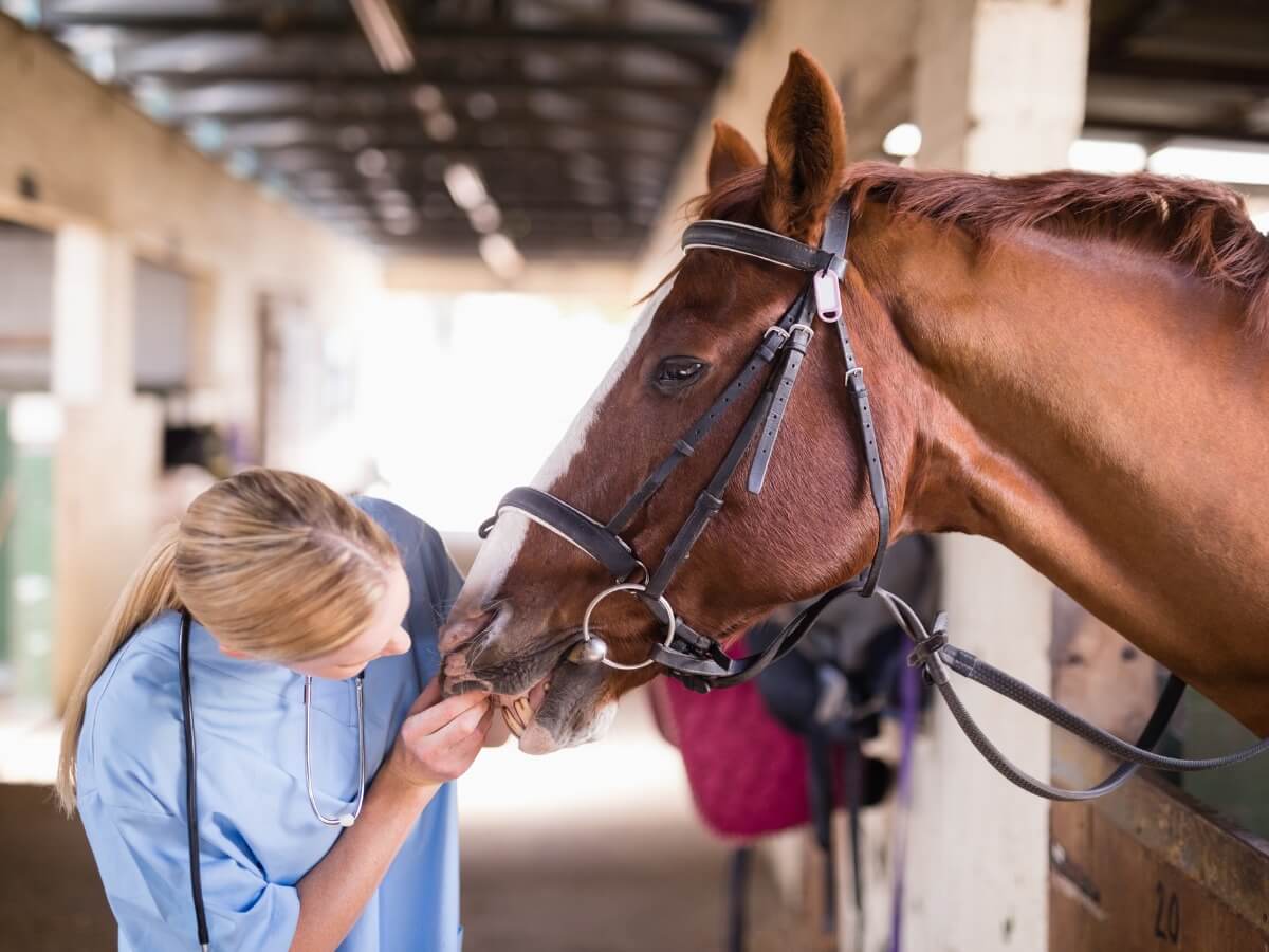 Equine rhinopneumonia is a serious health problem in horses.