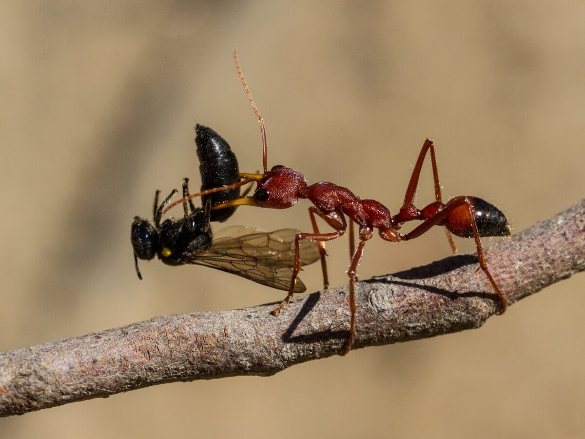 An ant of the genus Myrmecia eats a wasp.