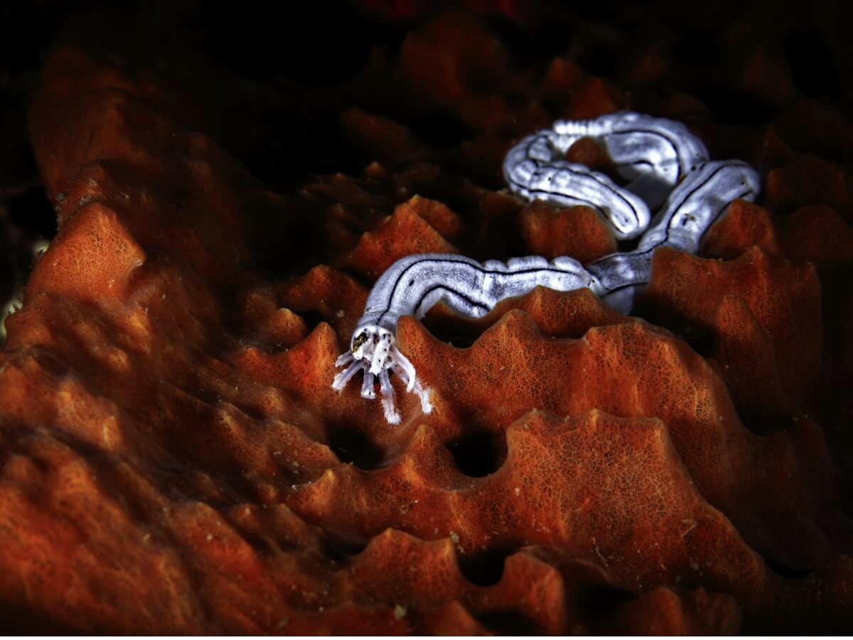 Un des animaux sans système nerveux.