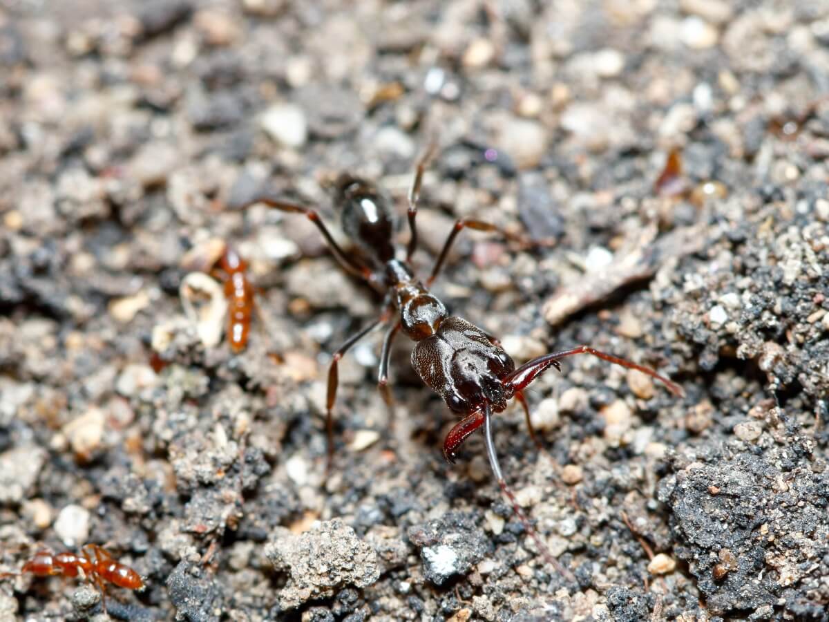 En myre Odontomachus monticola.