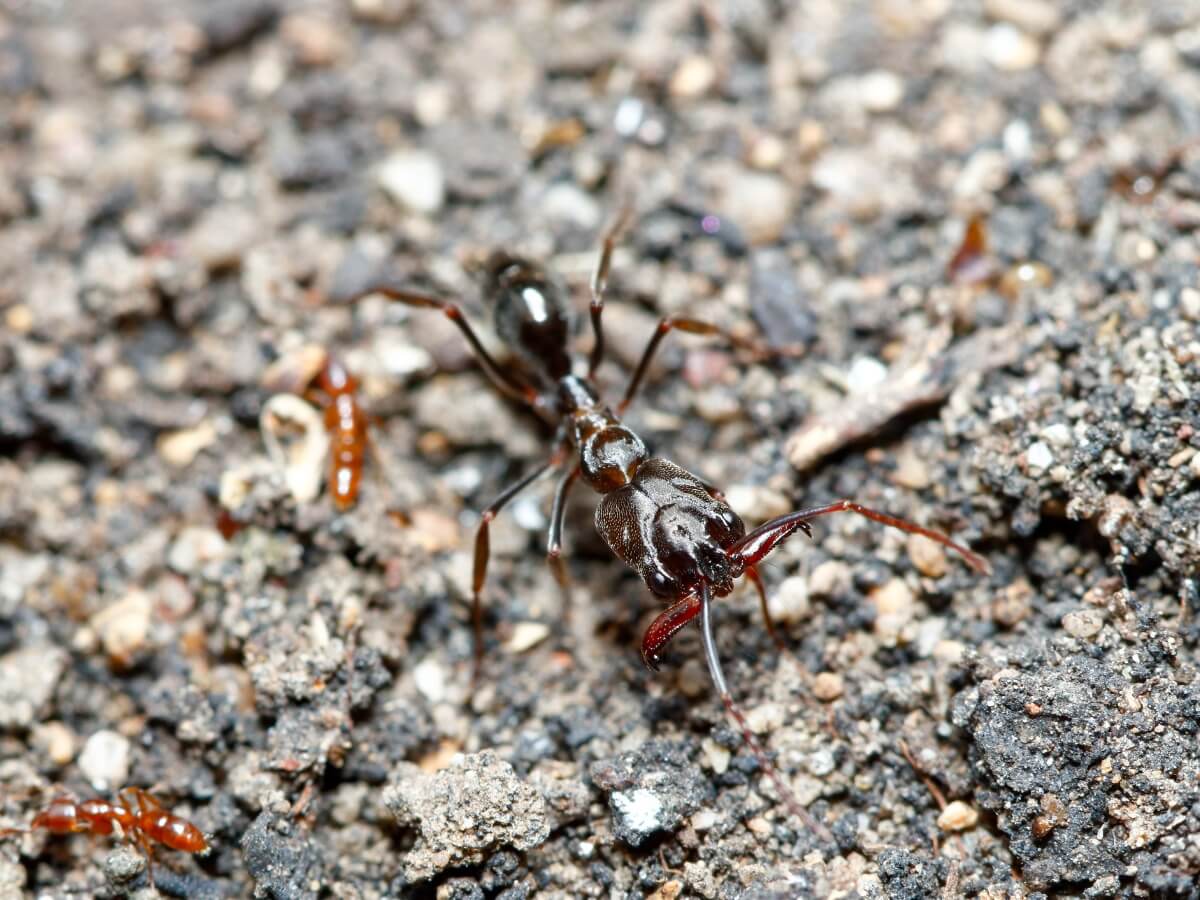 Höllenameisen - Eine Ameise Odontomachus monticola.
