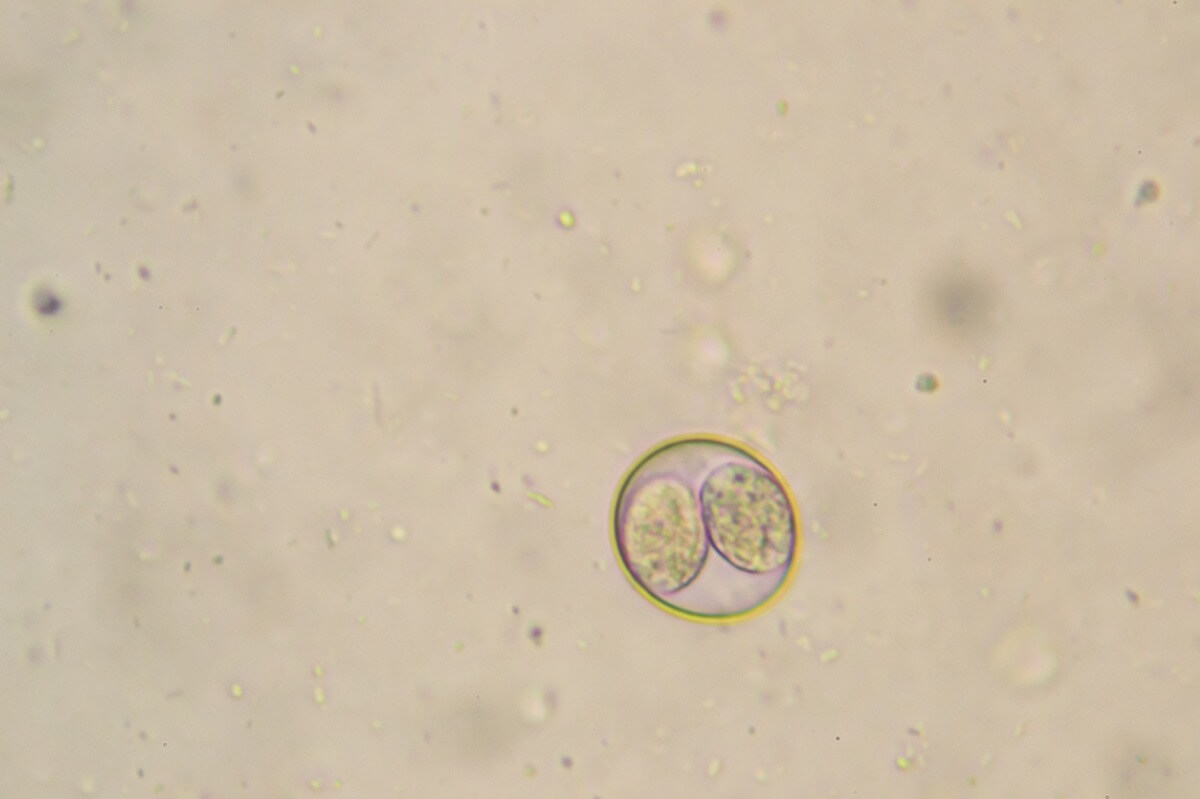 Kokzidiose bei Katzen - Eine sporulierte Oozyste unter dem Mikroskop.