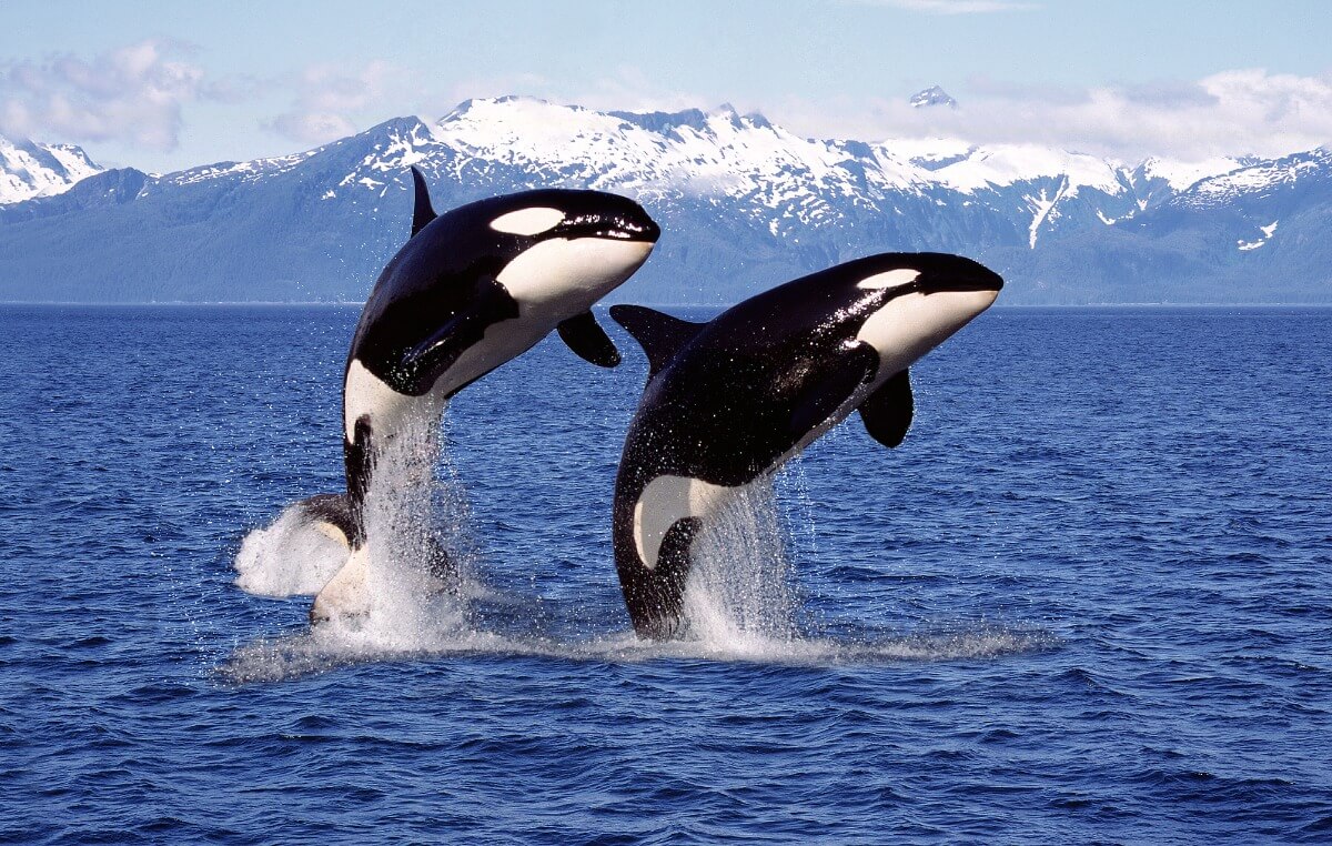 Schwertwale - Zwei Orcas springen aus dem Wasser.