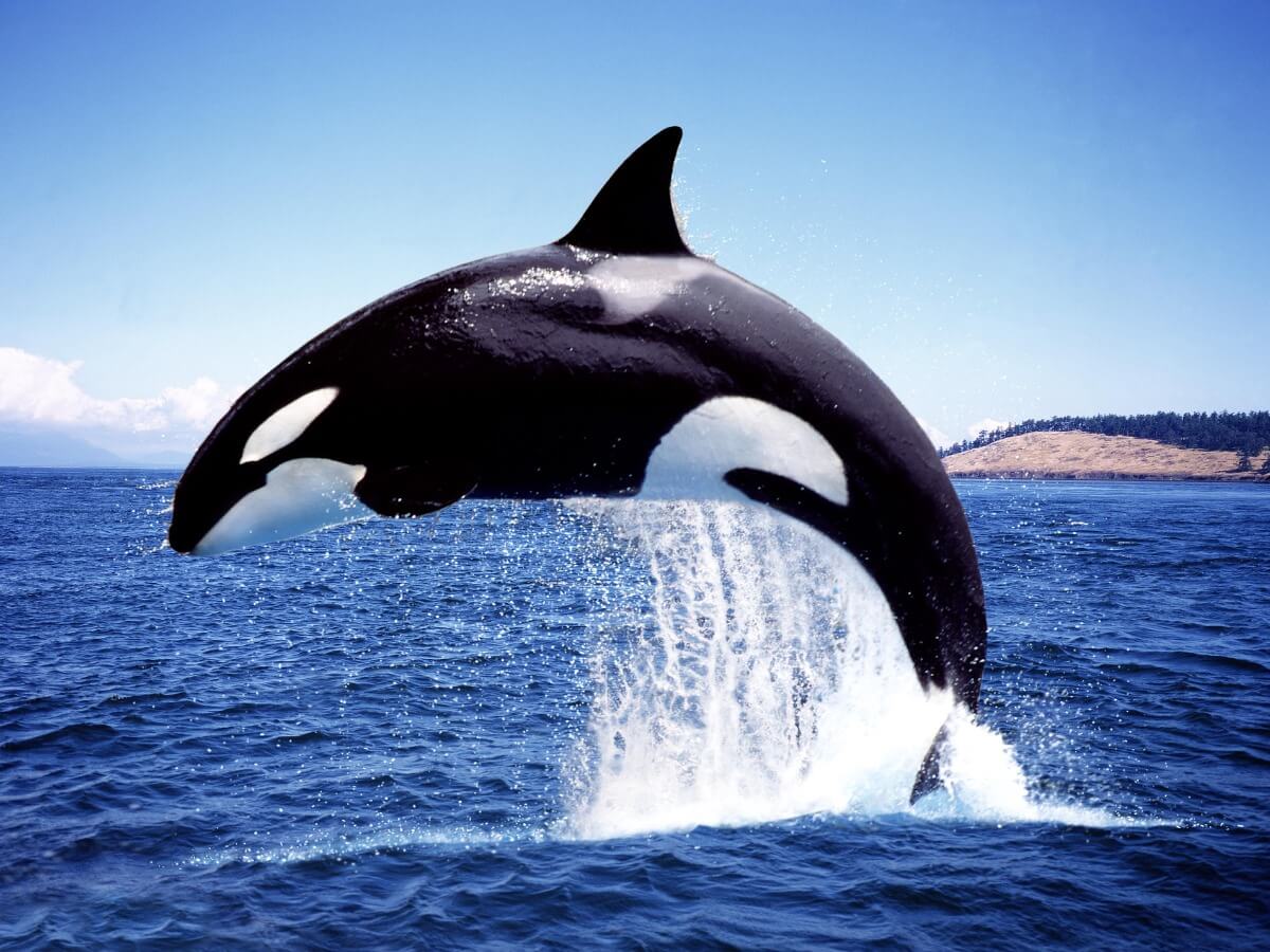 ¿Cómo se clasifican las orcas?