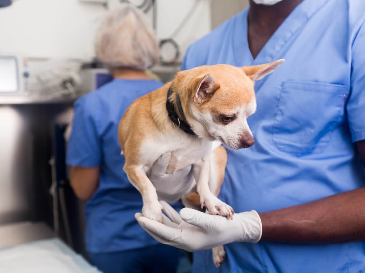 Köpeklerde orşiektomi örneği.