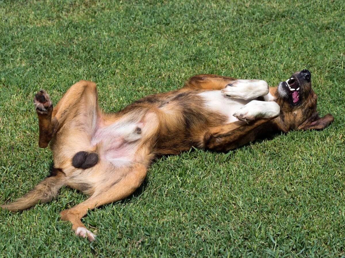 Un perro muestra sus testículos en la hierba.