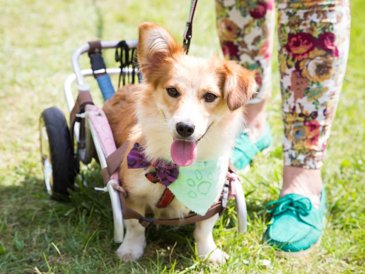 Orthopédie chez le chien.