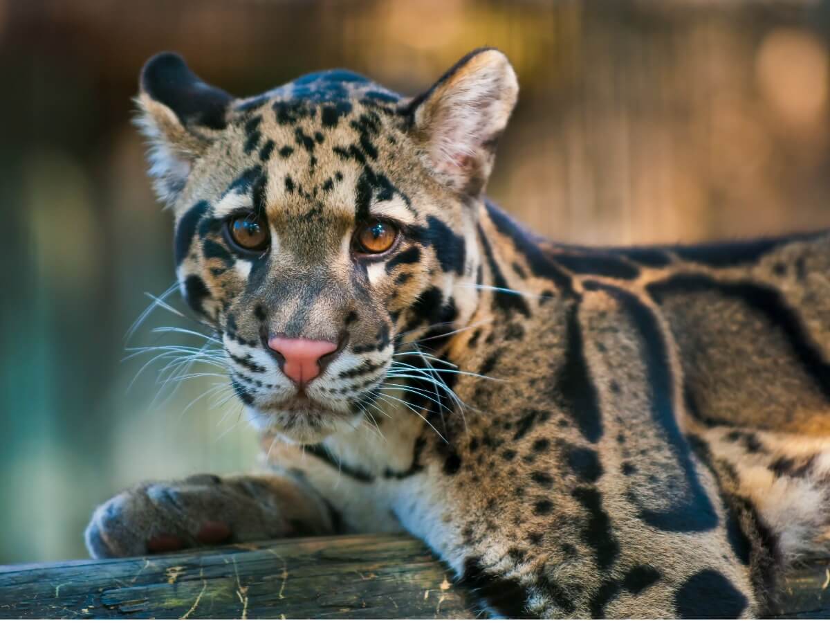 Un leopardo nebuloso guarda verso la macchina fotografica.