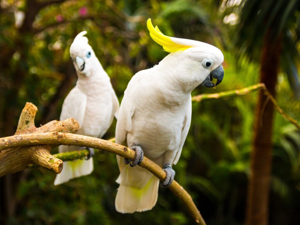 Una pareja de cacatúas.