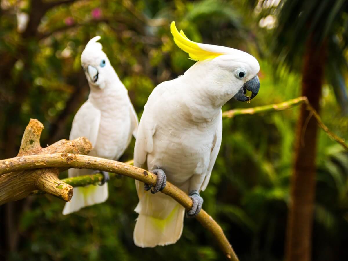 A pair of white cockatoos.