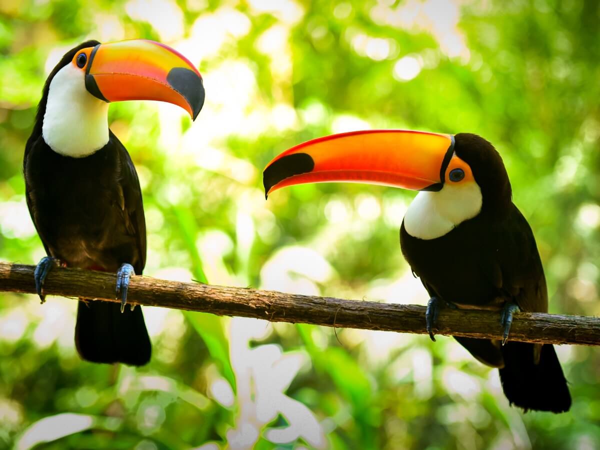 Una pareja de tucanes.