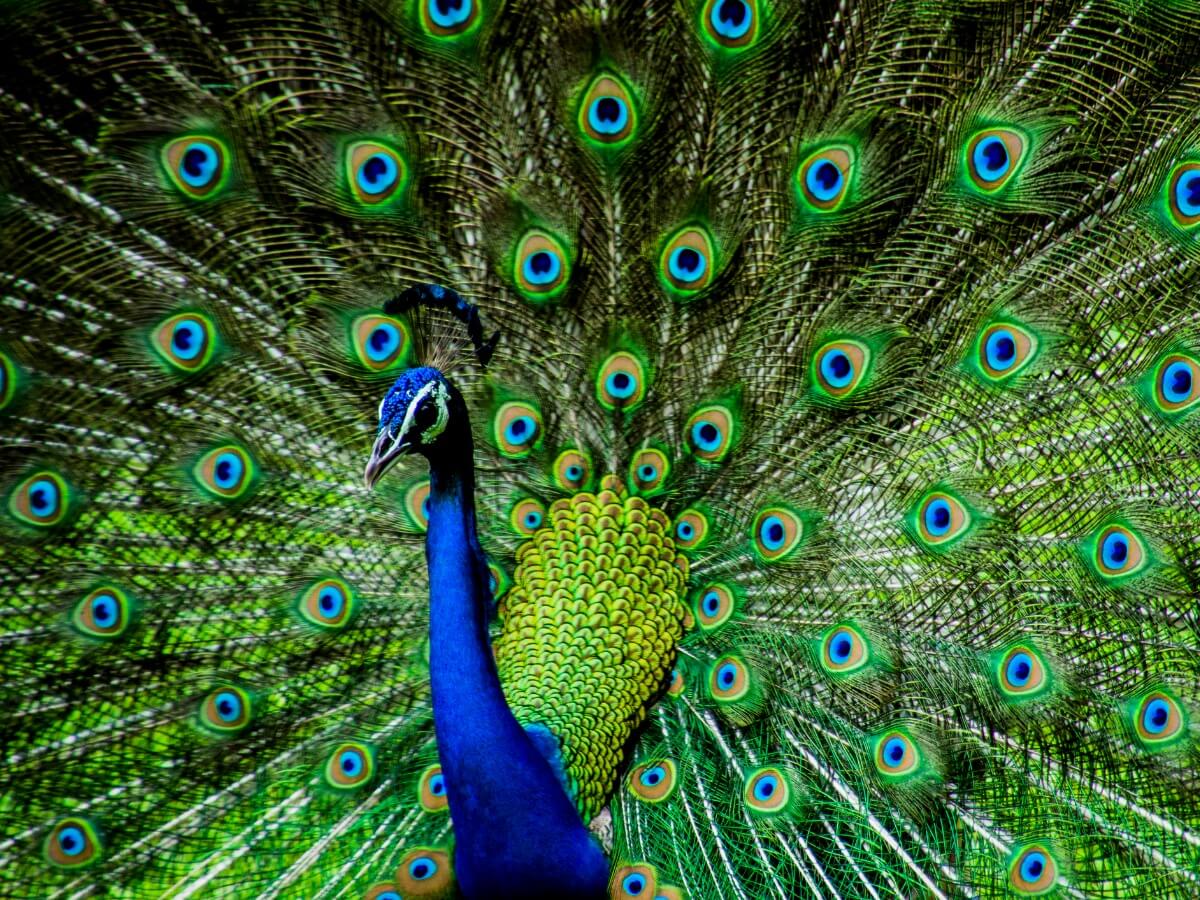 ¿Por qué enseñan la cola los pavos reales?