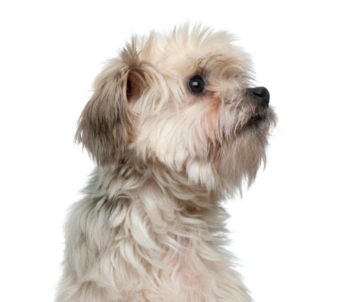 Beechons 7 types de bichons