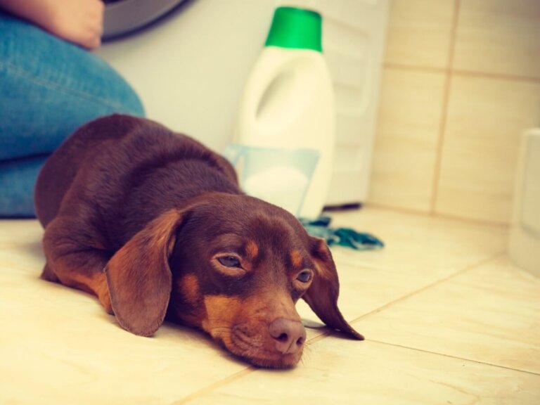 Mi perro ha bebido lejía: ¿qué debo hacer?